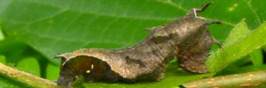 Larvae